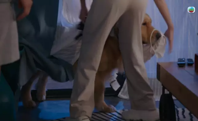 真係太曳曳豬喇。