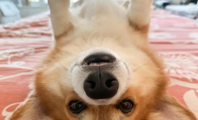 dash_and_furrio IG圖片