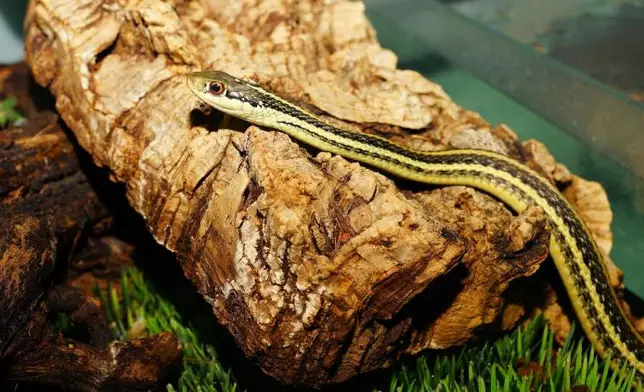 示意圖片。設計圖片