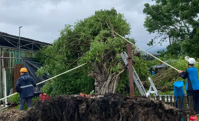 有大樹被強風吹倒，壓毀架空電纜，中電人員正努力修復。
