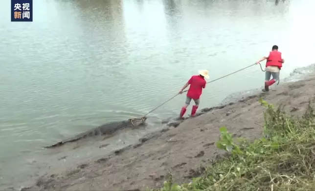 茂名市繼續追捕出逃的鱷魚。(央視影片截圖)