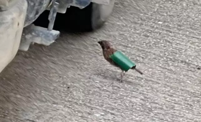 有土瓜灣街坊日前發現一隻野生麻雀，雙翼遭人以牛皮膠紙黏住。(FB圖片）