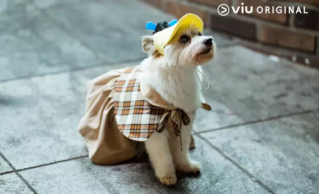 朴圭瑛親吻後會變成狗狗（黃Viu提供圖片）