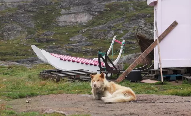 格陵蘭狗不可出口，在當地亦只得800隻。