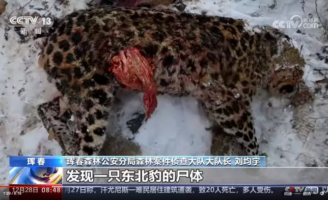 東北豹被捕殺。央視短片截圖