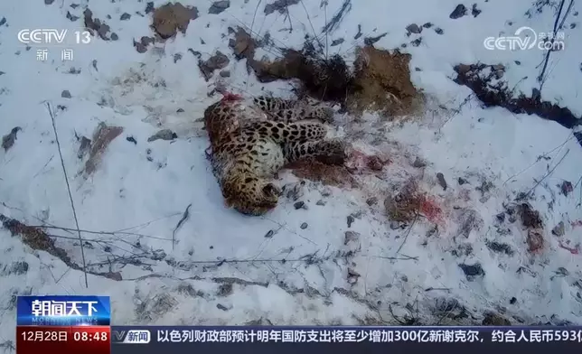 東北豹被捕食。央視短片截圖