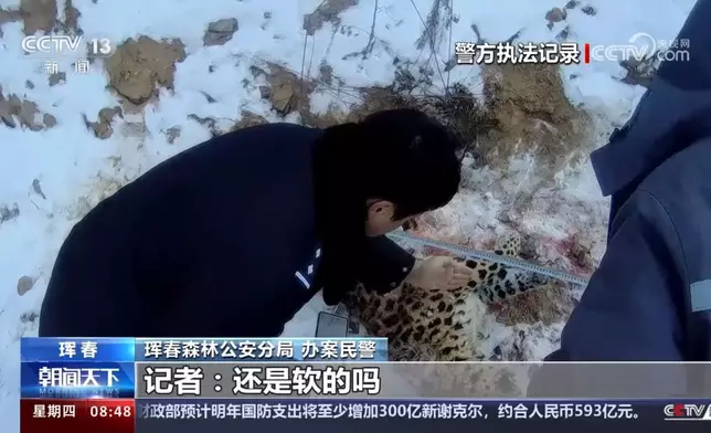 當局檢視東北豹殘骸。央視短片截圖