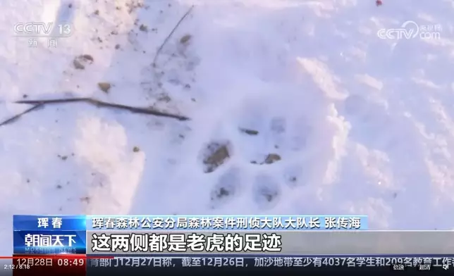 東北豹殘骸地點周邊有大量貓科動物的腳印。央視短片截圖