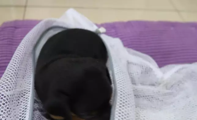 幼犬被人放在尼龍袋內。 政府新聞處圖片