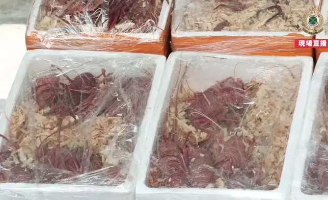 海關檢獲的龍蝦。香港海關FB短片截圖