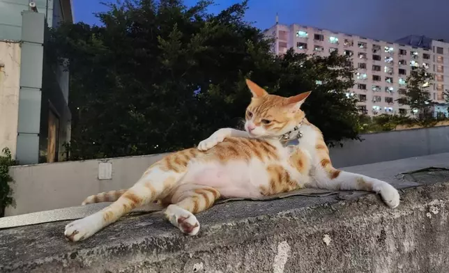 天下貓貓一樣貓群組FB群組圖片