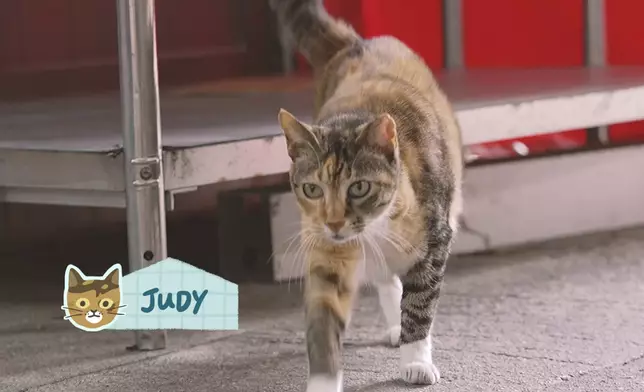 海味店貓店長Judy。