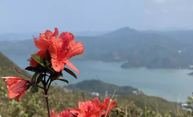紅花嶺郊野公園。資料圖片