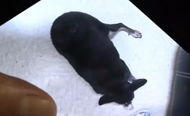 狗主展示狗狗照片。有線新聞圖片