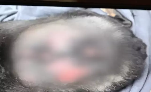 狗狗受傷照片。有線新聞圖片