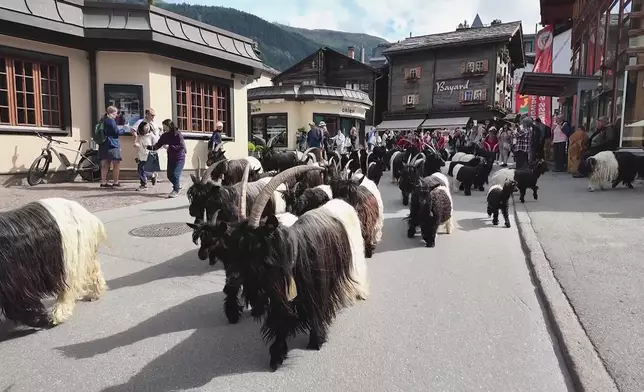 無車小鎮策馬特（Zermatt）街頭有牧羊人放羊。