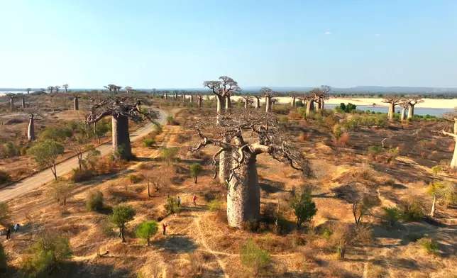 貝兒去到正在興建的「芒谷齊跨谷大橋」，這裏到處都是千年猴麵包樹，勢成旅遊打卡聖地。