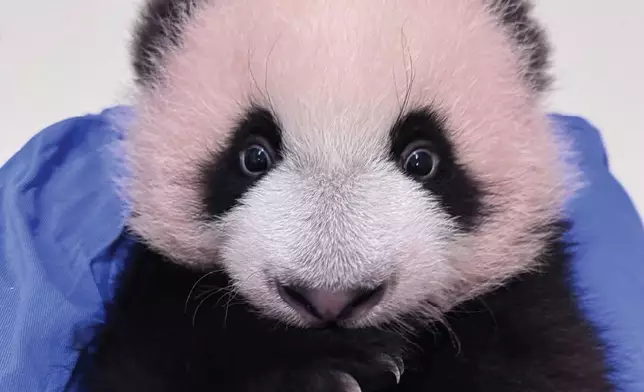 大熊貓官網IG圖片