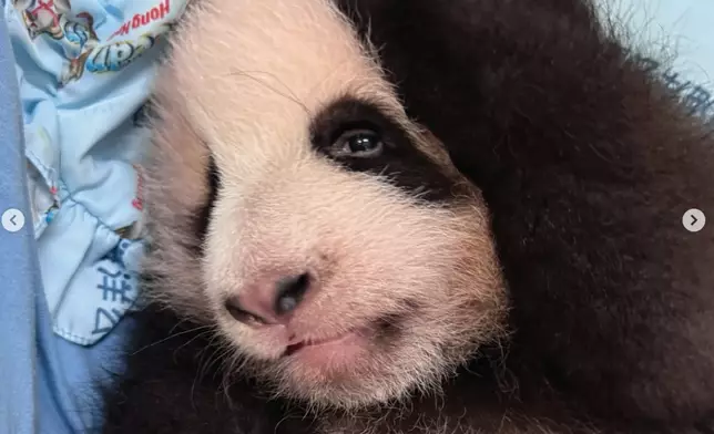 大熊貓官網IG圖片