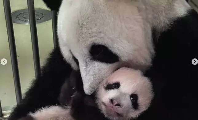 大熊貓官網IG圖片