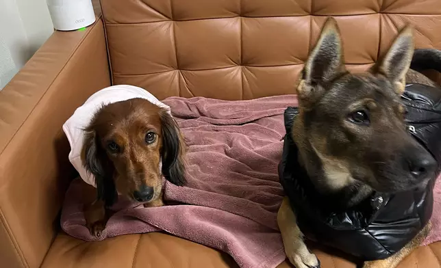 謝嘉怡貼出兩隻愛犬的照片。