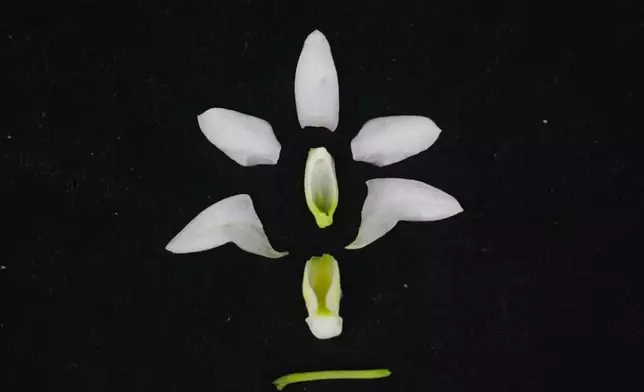 洪斌石斛花解剖圖。（國家石斛林木種質資源庫供圖）