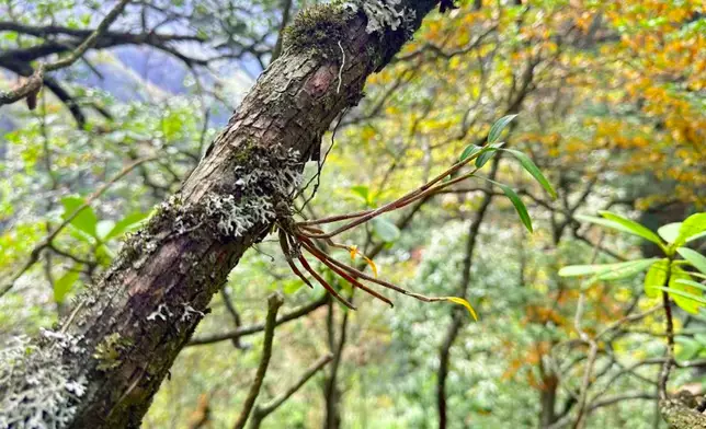 洪斌石斛野外生長環境。（國家石斛林木種質資源庫供圖）