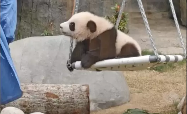 細佬要跟住奶爸Matt。海洋公園大熊貓專頁