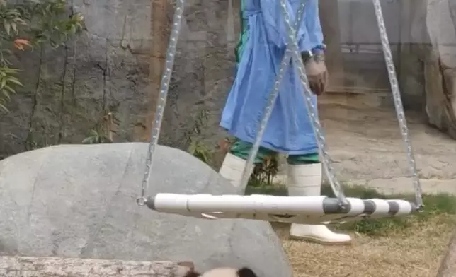 行到邊都要追住去。海洋公園大熊貓專頁