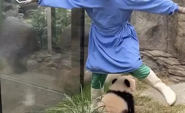 奶爸同家姐玩「捐山窿」。海洋公園大熊貓專頁