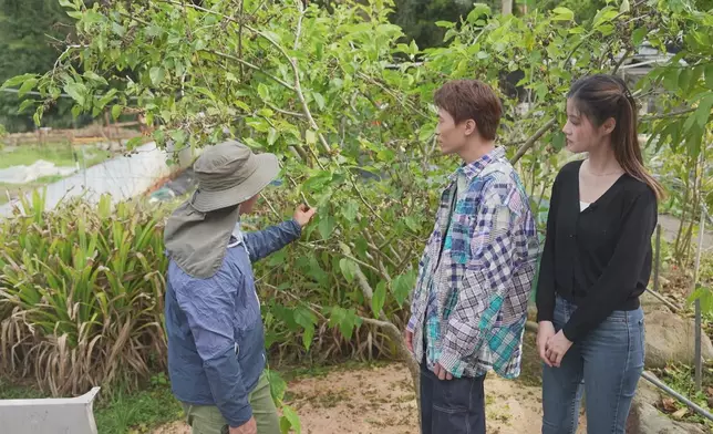 桑子種植場