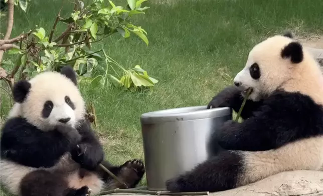 大熊貓龍鳳胎家姐細佬正式被命名為加加及得得。