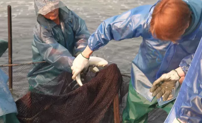 Archie勉強捉到了一條烏頭。