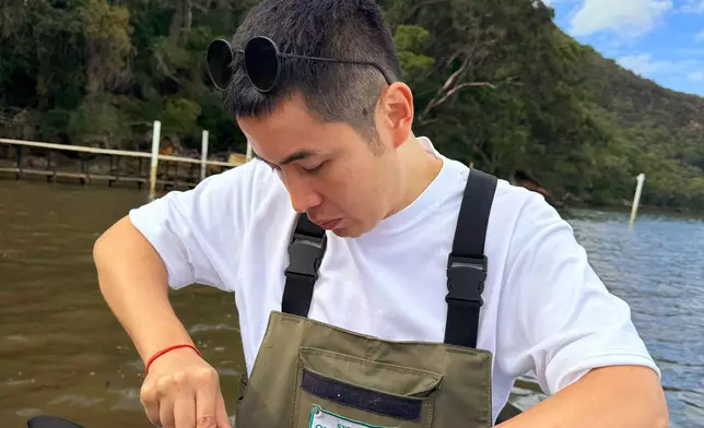 學習開蠔技巧。