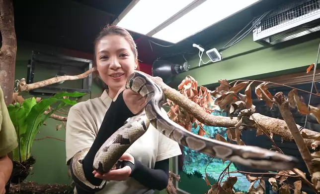 陳曉華「動物護理員」，與蛇共舞。