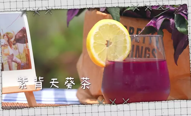 二人試飲紫背天葵茶。
