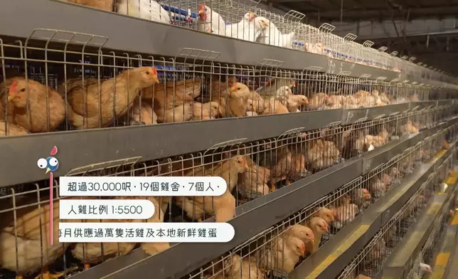 從事一日雞農的Joey 聽到負責照顧5,500隻雞頭都暈。