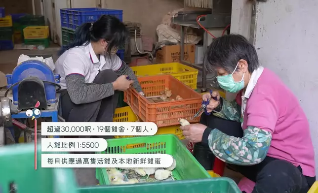 從事一日雞農的Joey 聽到負責照顧5,500隻雞頭都暈。