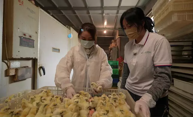 雞仔不斷逃走，非常混亂。