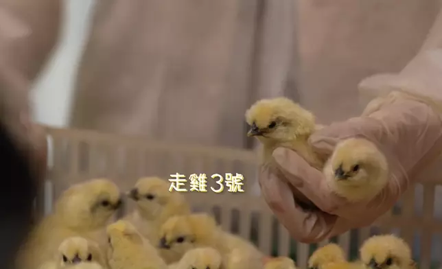 雞仔不斷逃走，非常混亂。