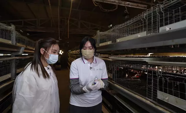 學習為雞仔滴疫苗。