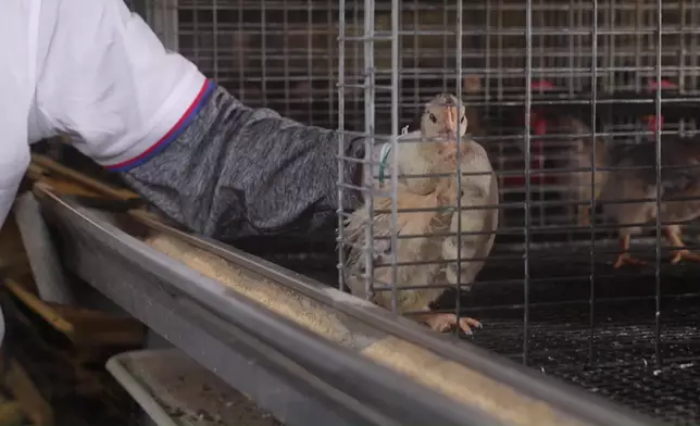 學習為雞仔滴疫苗。