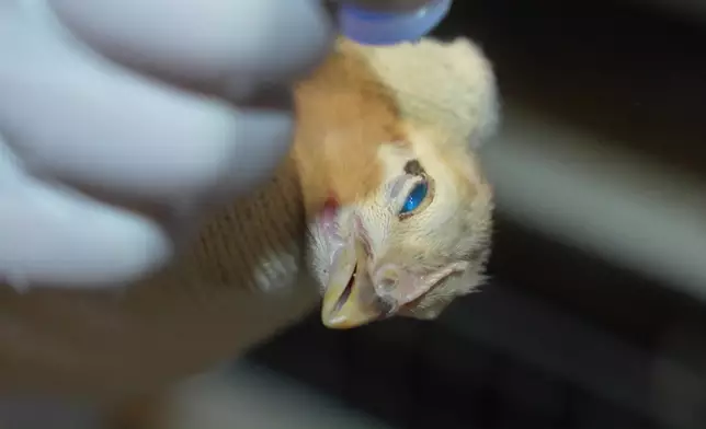 學習為雞仔滴疫苗。