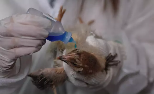 倒多了疫苗，勁驚。