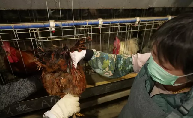 捉實公雞取精。