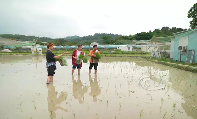 冼靖峰以擲飛鏢手法成功「拋秧」。