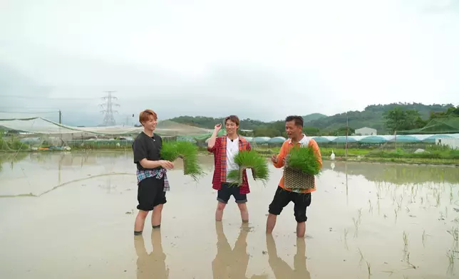 黃劍文又技癢示範拋秧。