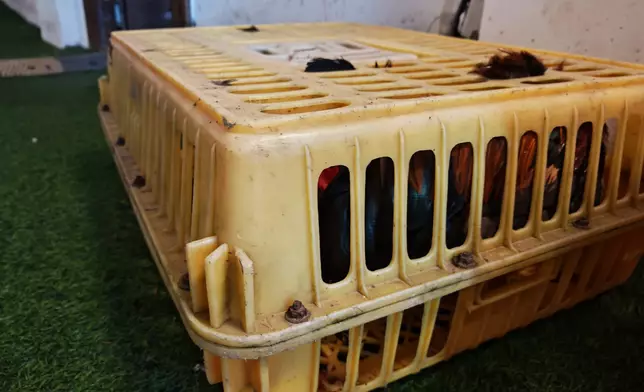 雞是主要的奬品。巴士的報記者攝