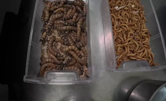 呢個Hera畀蟲蟲嚇到彈起連環圖真係勁搞笑，重點係Melody嘅表情。