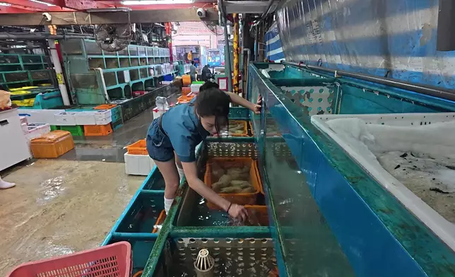 Winki買海鮮時，在濕滑的魚缸擒上擒落挑選象拔蚌，好認真。